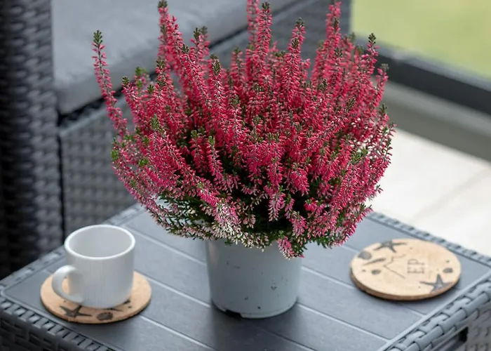 Appartement Marina View Basen & Za Mostem Epapartamenty Dziwnów